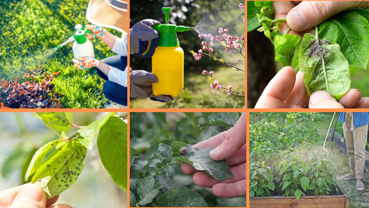 10 Tips to Keep Pests Away from Your Plants Naturally and Effectively