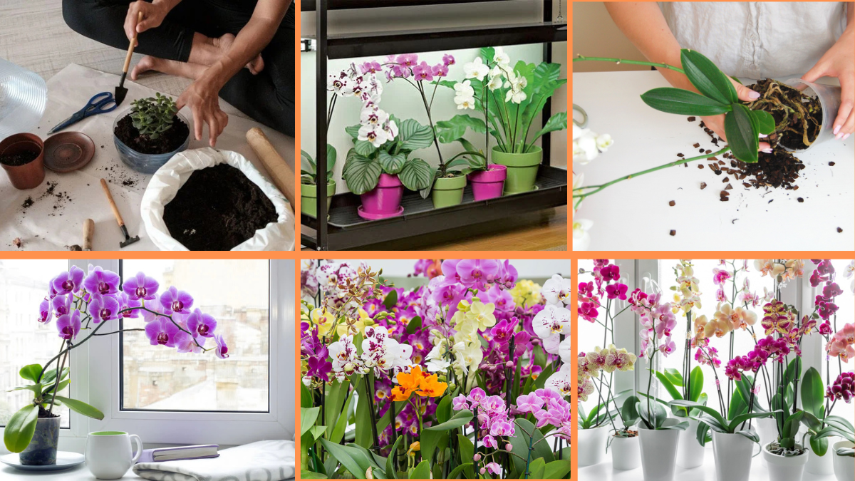 10 Tips to Grow Healthy Orchids Indoors: A Complete Guide for Beginners and Enthusiasts
