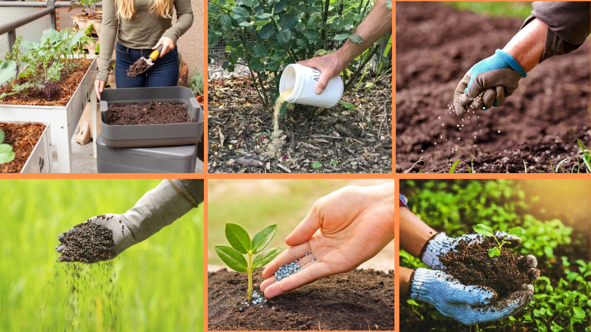 10 Tips to Fertilize Your Plants Organically