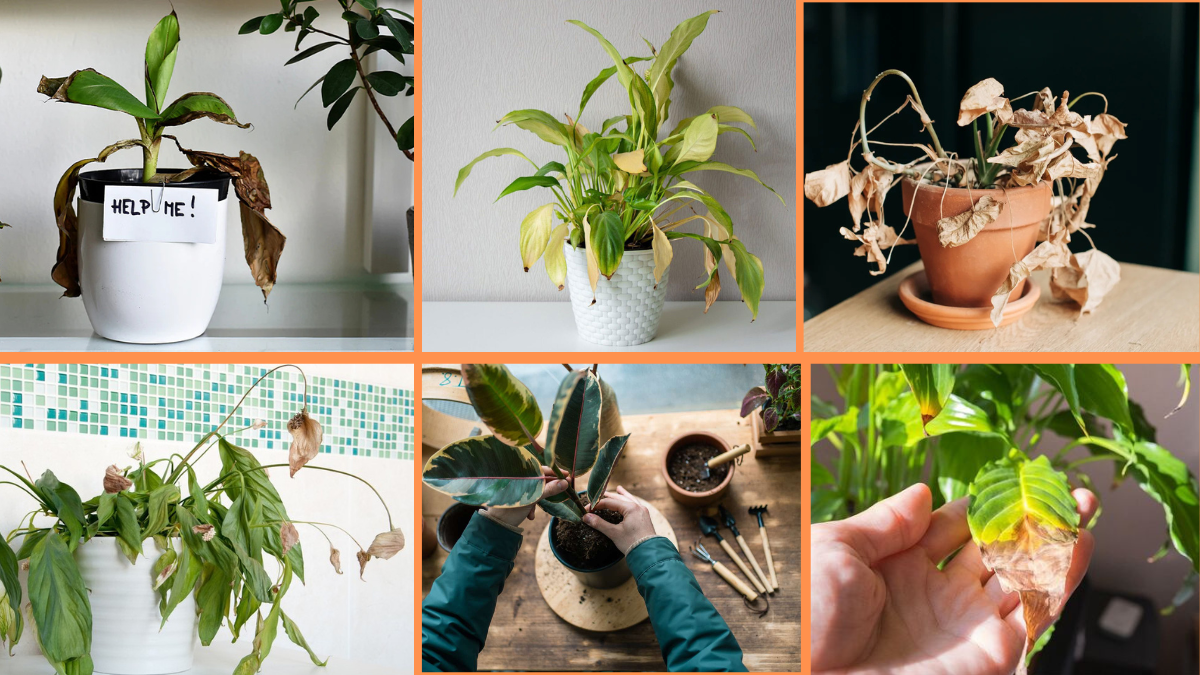 10 Tips to Revive Wilting Plants: Bring Your Greenery Back to Life