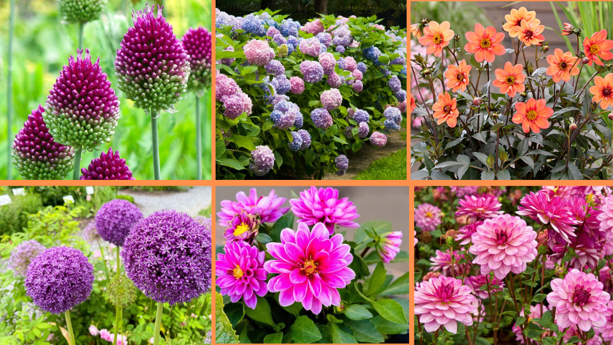 10 Tips to Grow Perennials That Last for Years
