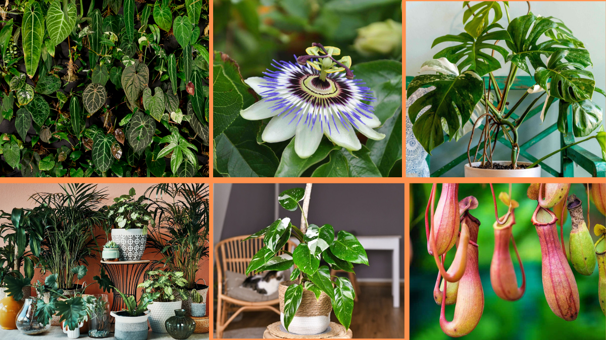 10 Tips to Grow Rare and Exotic Plants