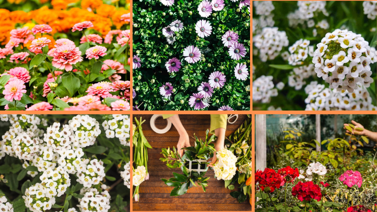 10 Tips to Make Flowers Bloom Faster