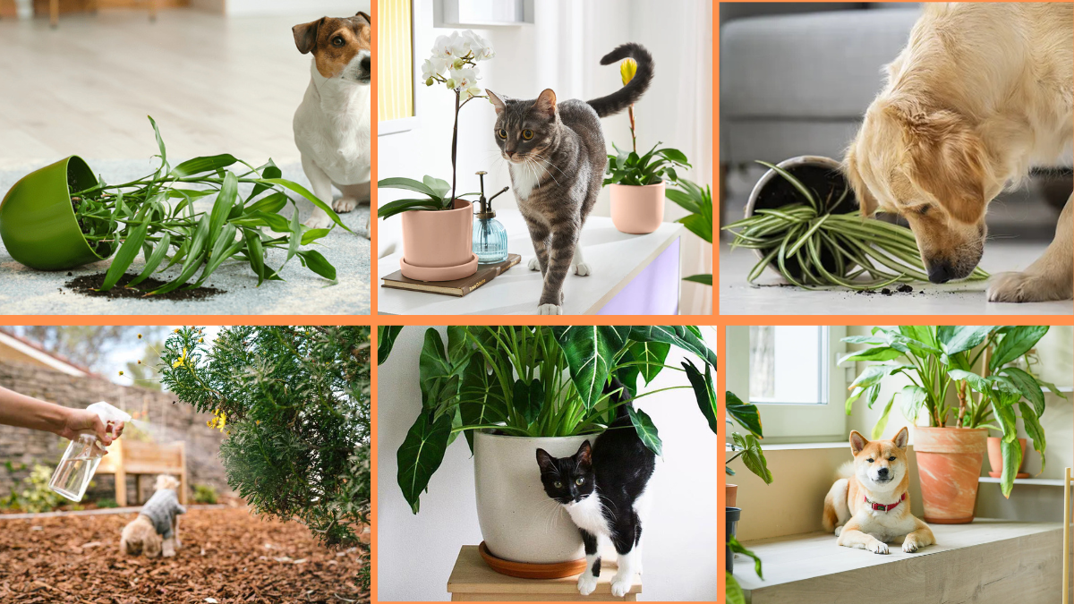 10 Tips to Protect Plants from Pets: Keep Your Garden Green and Your Pets Safe