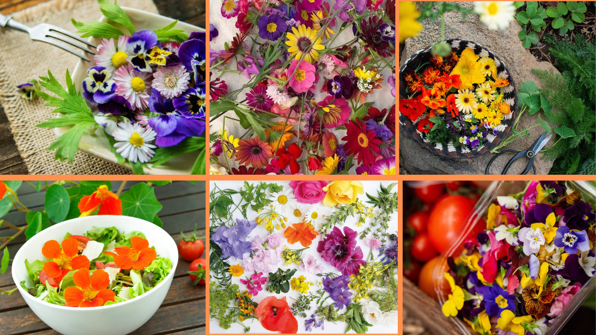 10 Tips to Grow Edible Flowers at Home: A Beautiful & Tasty Garden Project