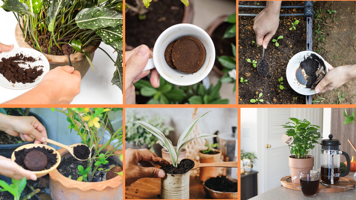 10 Tips to Use Coffee Grounds for Plant Care: A Gardener’s Secret Weapon