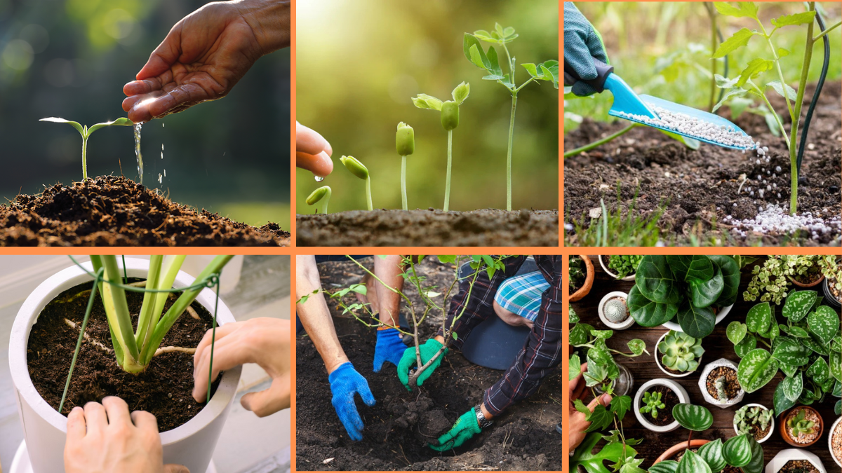 10 Tips to Identify Your Plants Properly: A Guide for Every Gardener