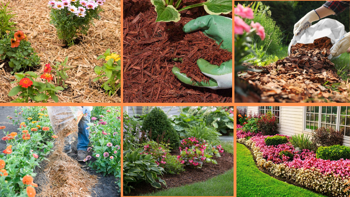 Tips to Mulch Around Flowers Effectively