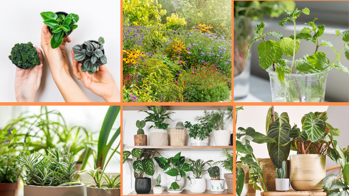10 Tips to Choose Hardy Plants for Beginners