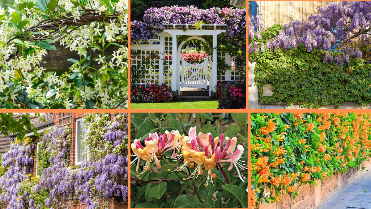 10 Tips to Grow Climbing Plants for Privacy