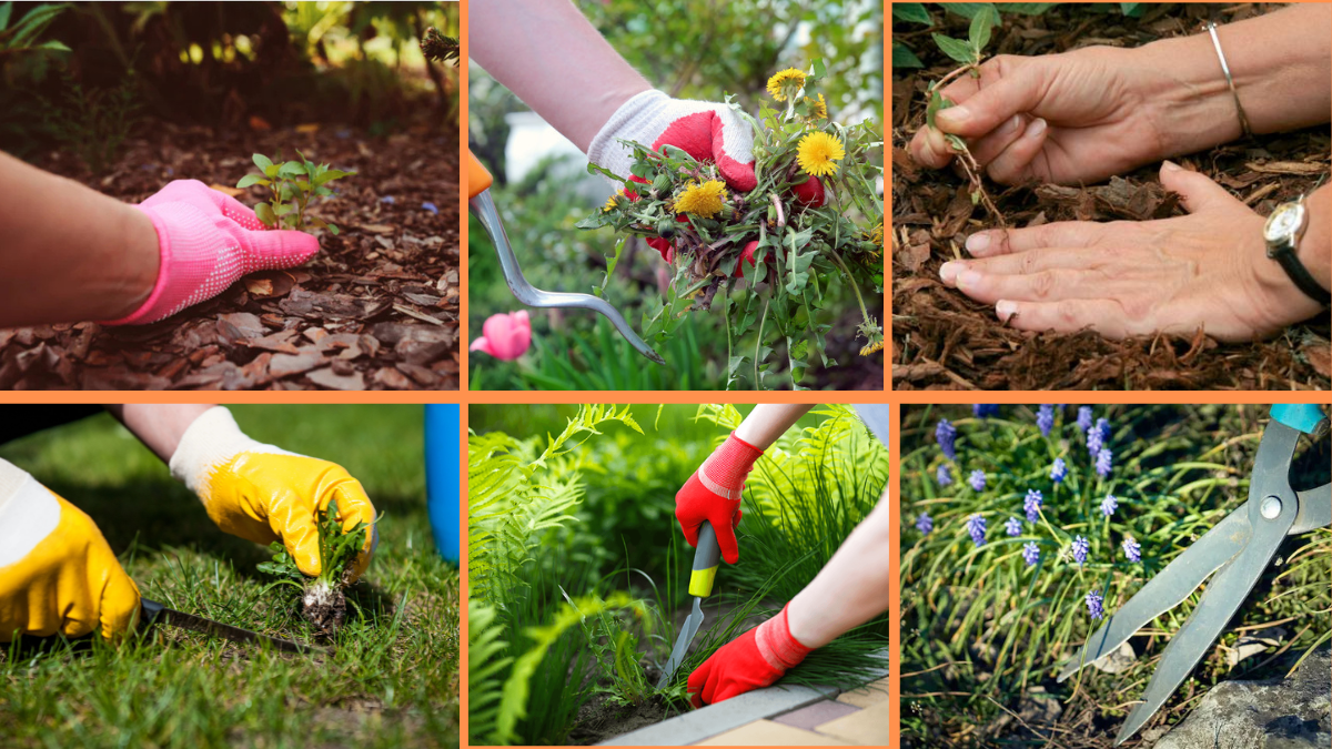10 Tips to Prevent Weeds in Your Flower Garden