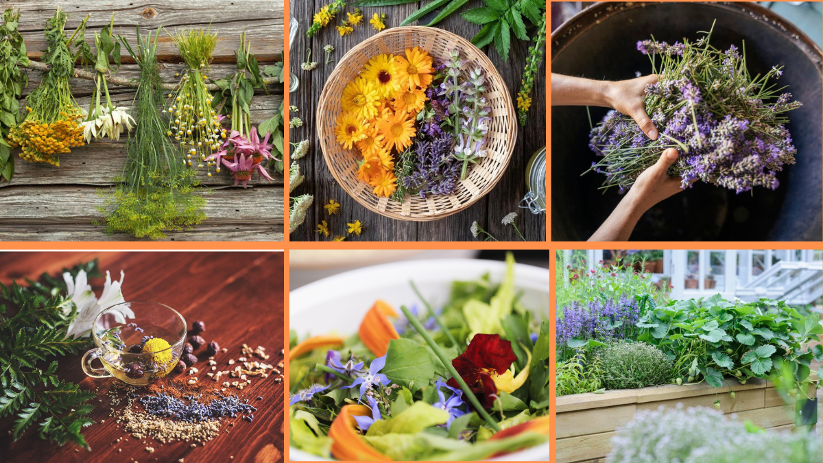10 Tips to Use Flowers in Herbal Remedies
