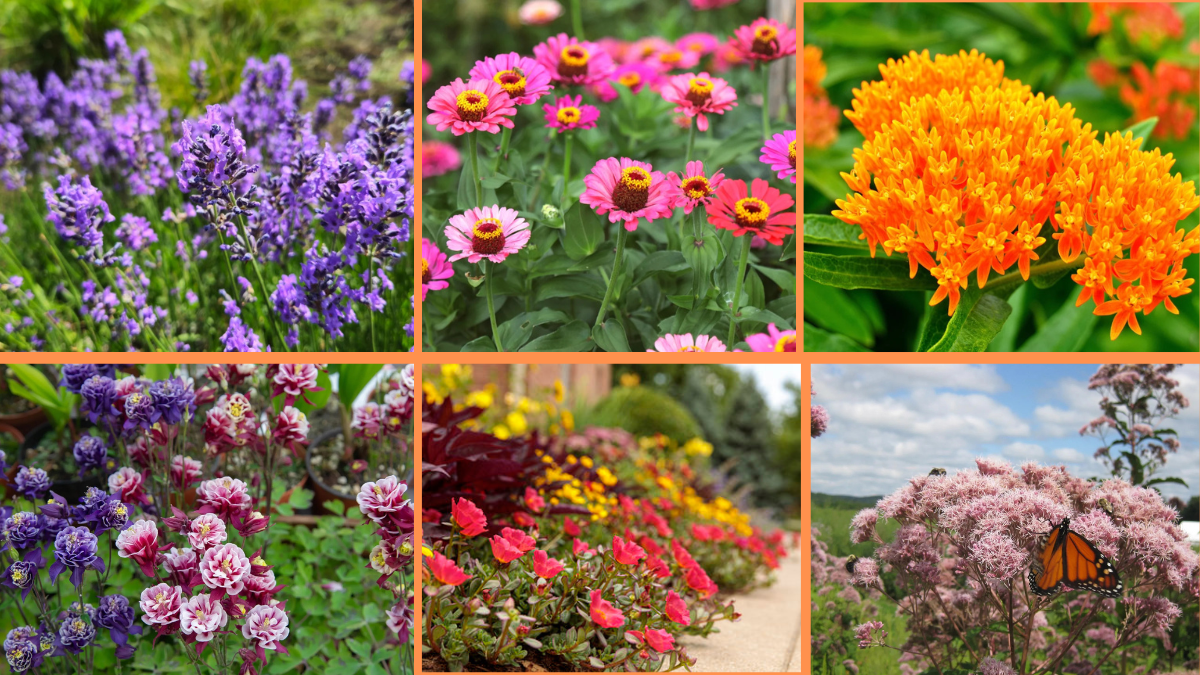 10 Tips to Grow Flowers in Sandy Soil