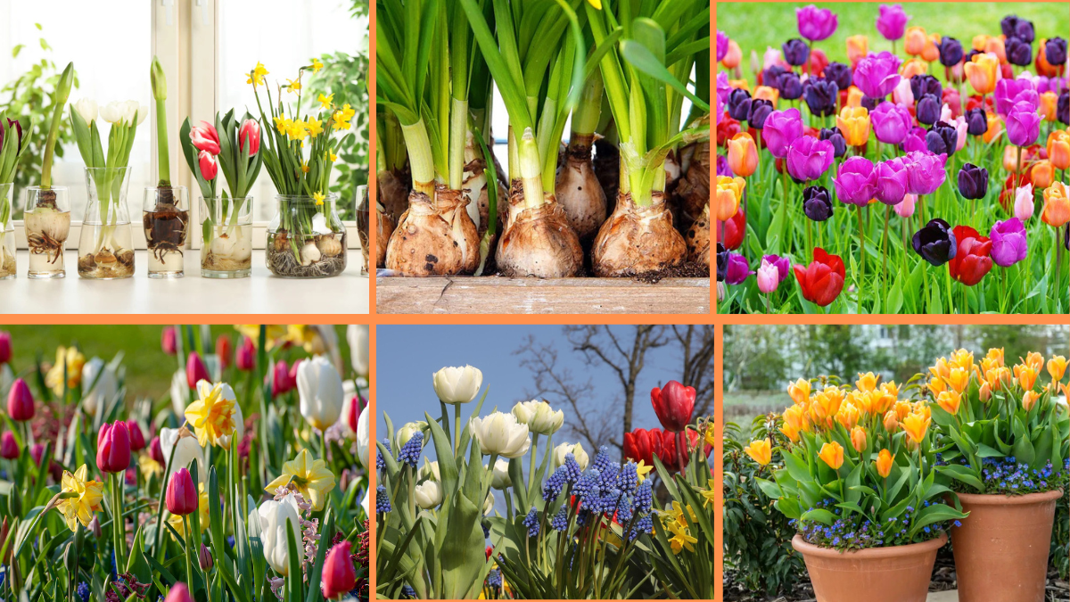 10 Tips to Grow Bulb Flowers Like Tulips