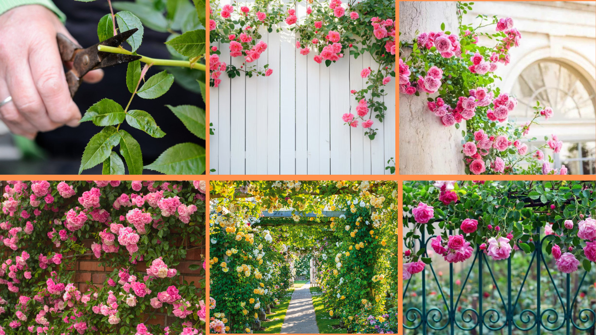 10 Tips to Train Climbing Roses for a Gorgeous, Blooming Display