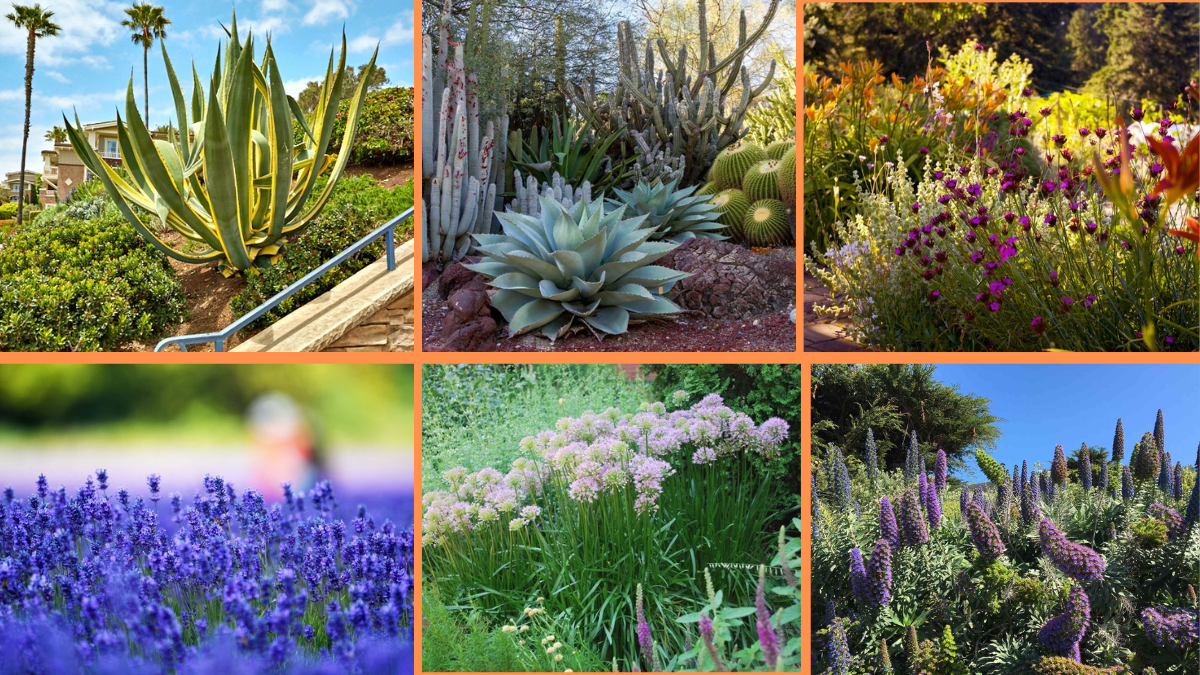 10 Tips to Select Drought-Tolerant Plants: A Complete Gardening Guide