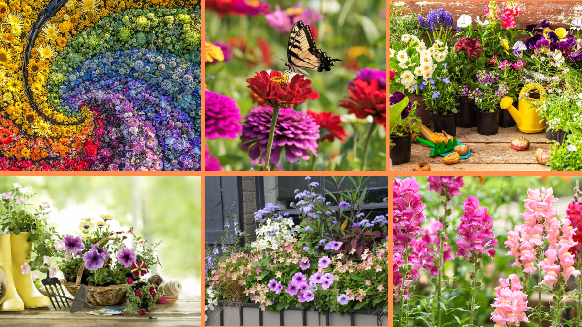 10 Tips to Add Color with Annual Flowers: Brighten Your Garden Beautifully