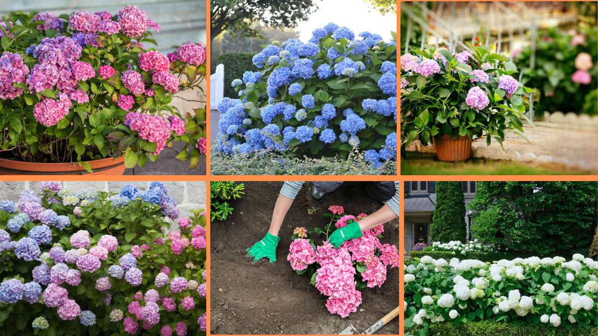 10 Tips to Grow Hydrangeas in Your Garden: A Complete Guide to Beautiful Blooms