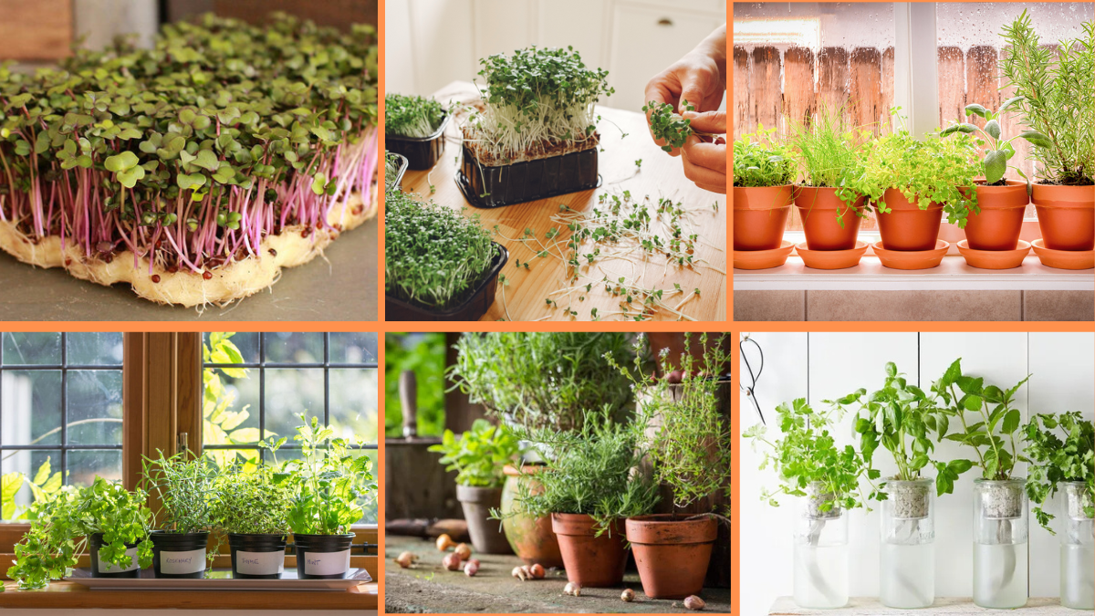 10 Tips to Start an Indoor Herb Garden: A Complete Beginner’s Guide