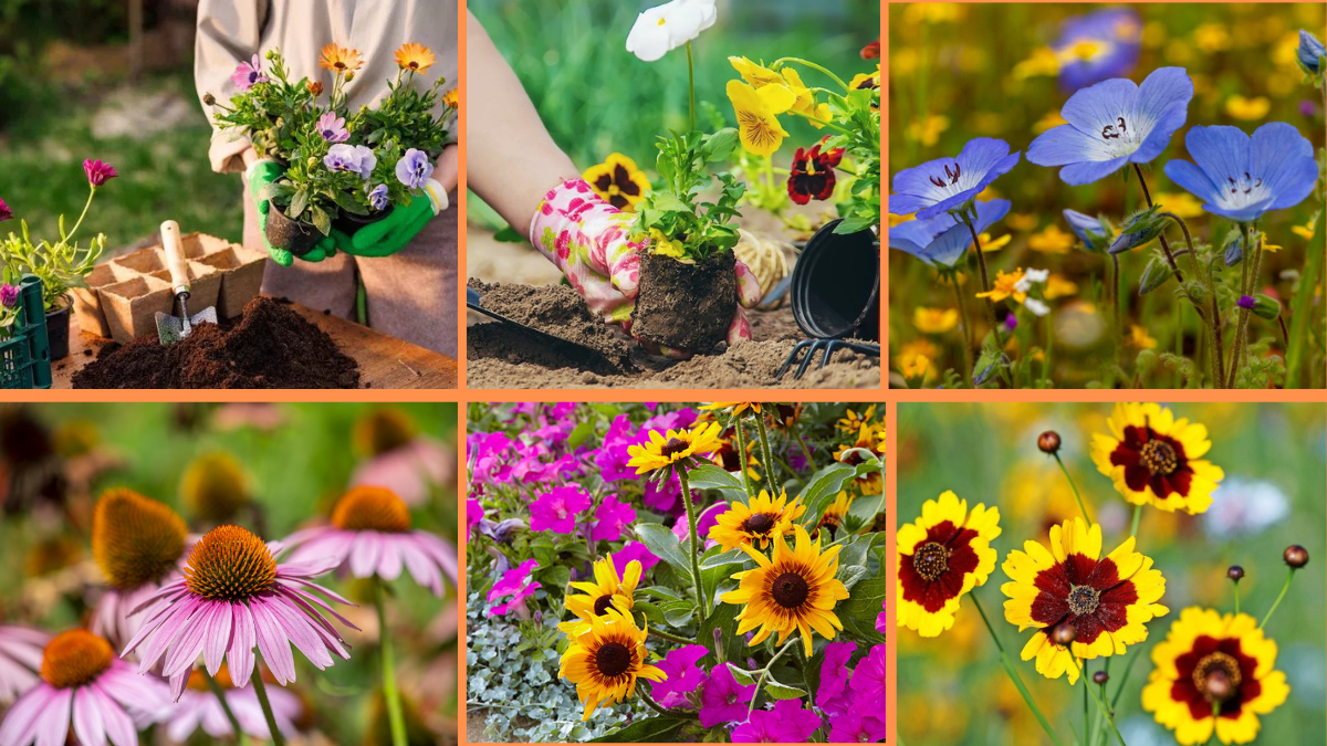 10 Tips to Grow Native Flowers in Your Area