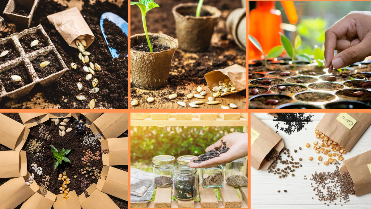 10 Tips to Save Seeds from Your Favorite Plants: A Gardener’s Guide to Preserving Beauty and Bounty