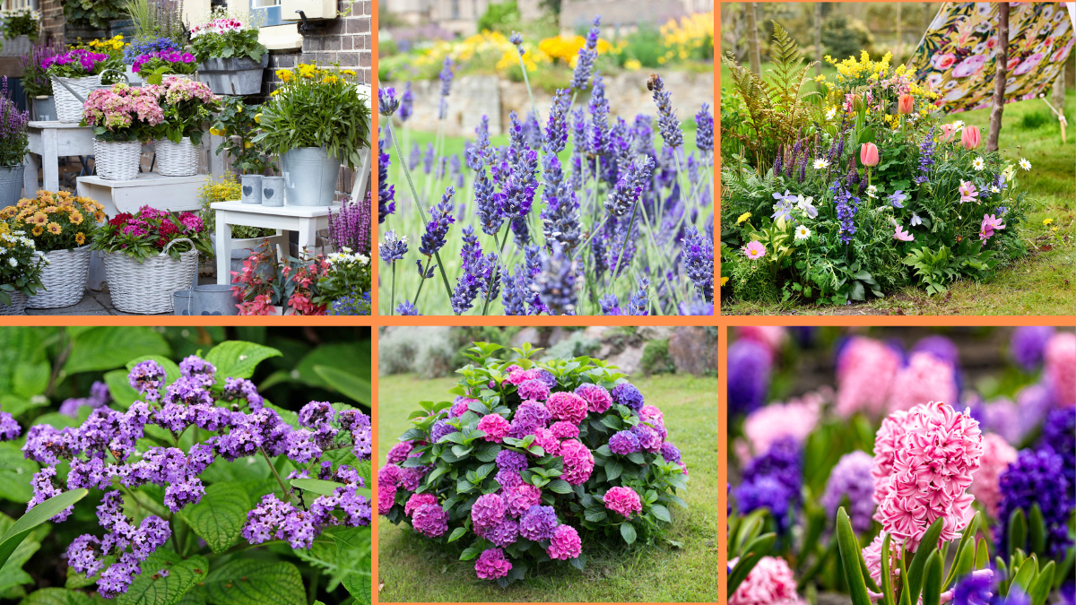 10 Tips to Add Fragrant Plants to Your Garden