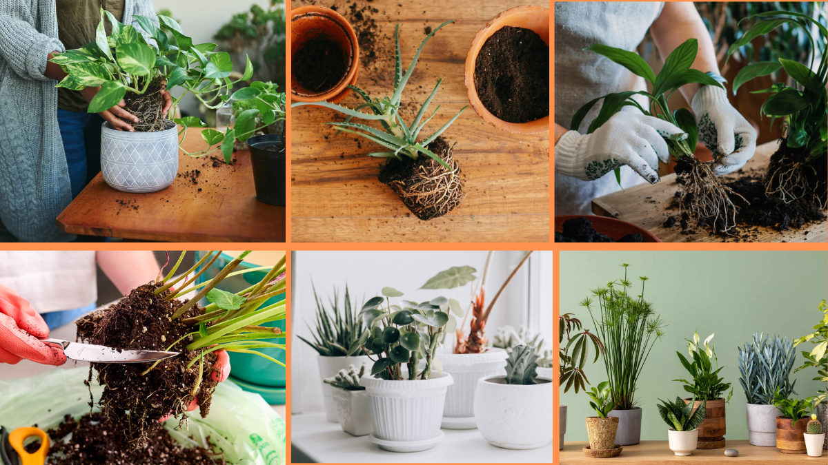 10 Tips to Repot Plants Without Damaging Roots