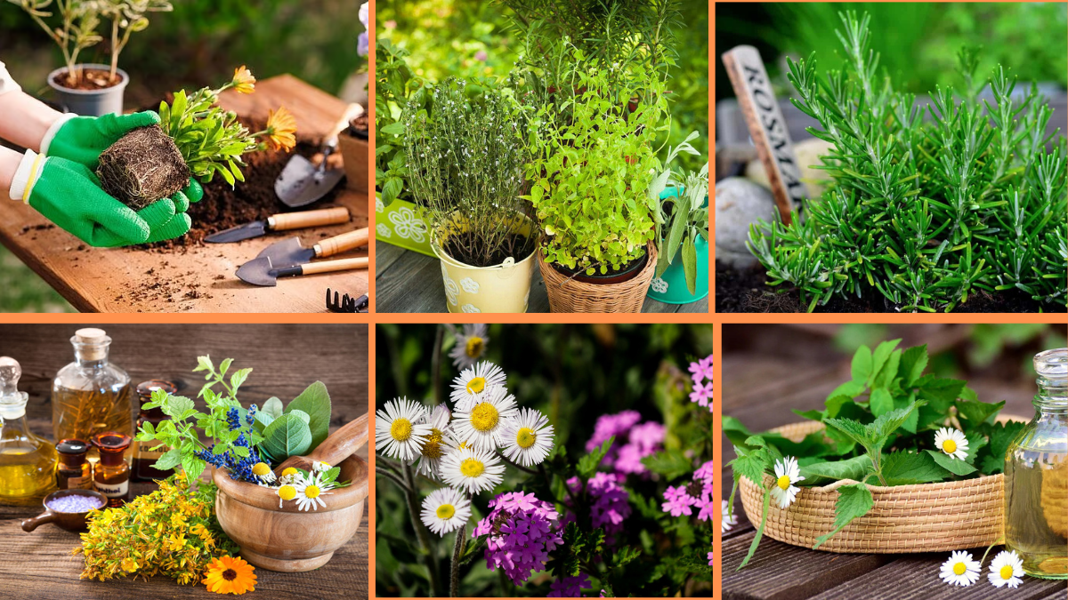 10 Tips to Grow Medicinal Plants and Flowers