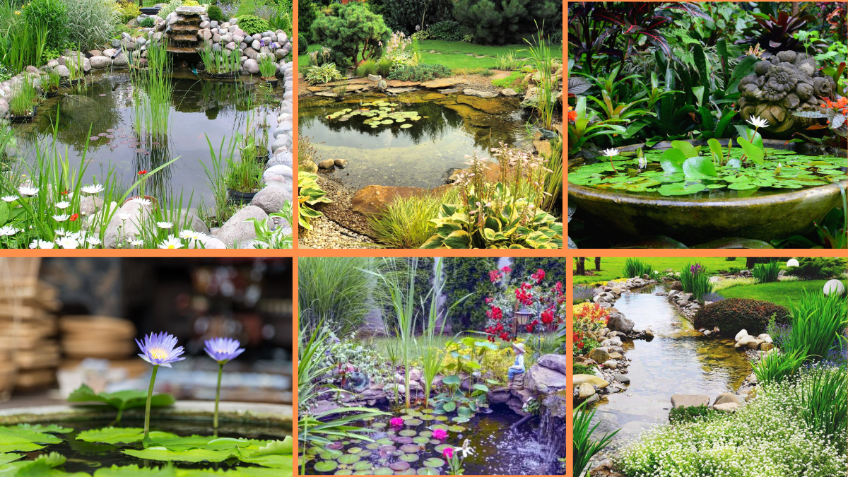 10 Tips to Create a Water Garden with Flowers