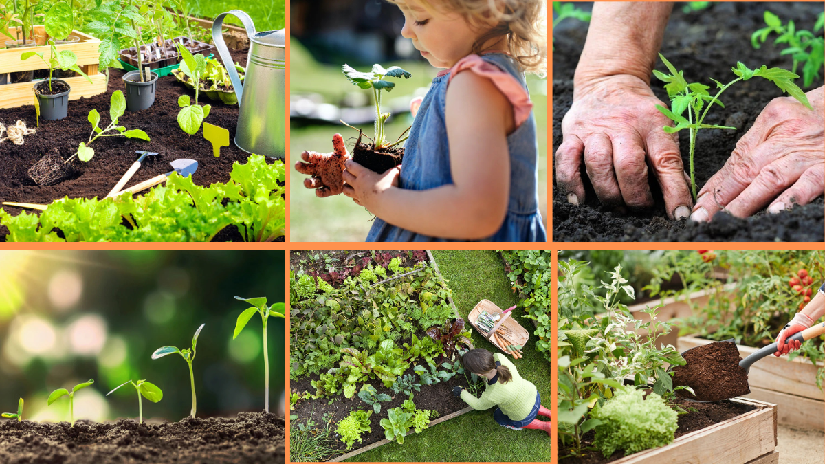 How to Start Growing Your First Garden: A Complete Beginner’s Guide