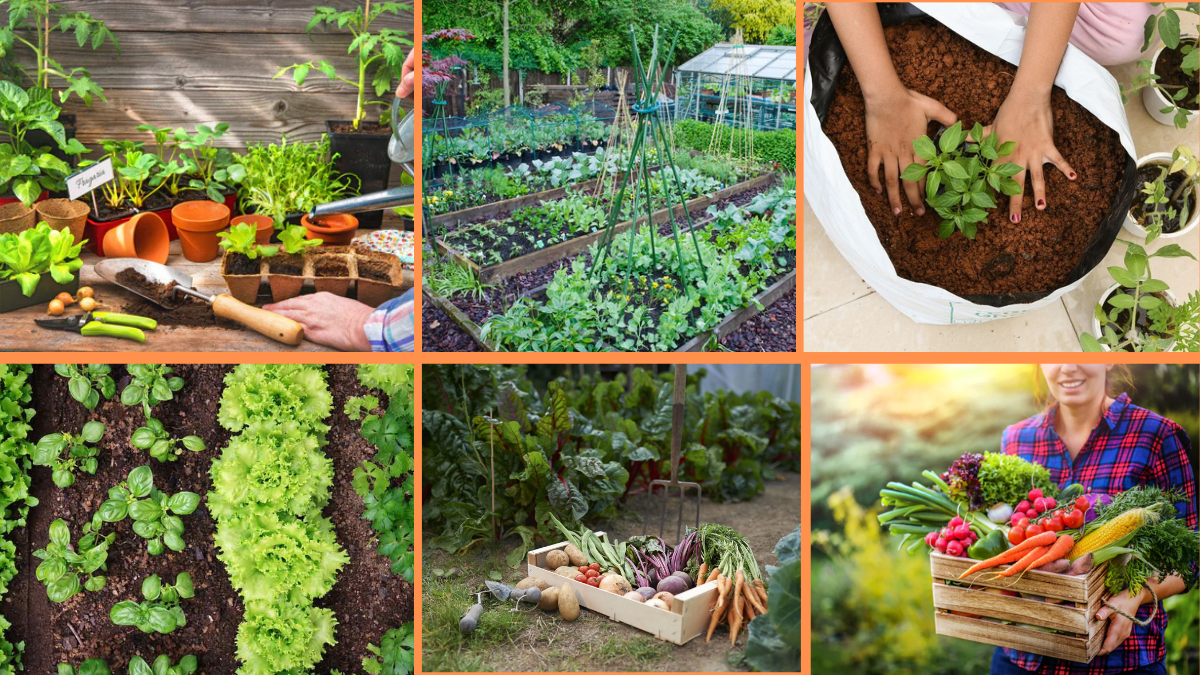 How to Start Growing Vegetables at Home: A Beginner’s Complete Guide