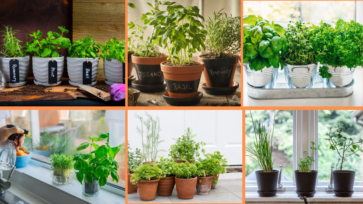 How to Start Growing Herbs Indoors: A Complete Beginner’s Guide