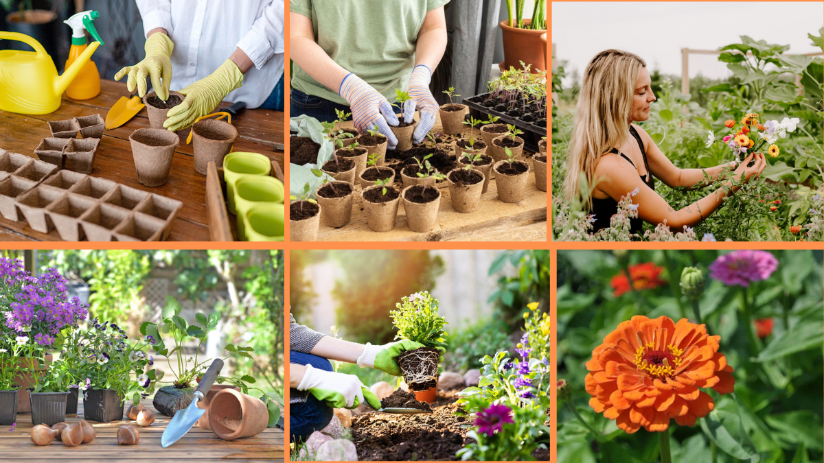 How to Start Growing Flowers from Seed: A Complete Beginner’s Guide