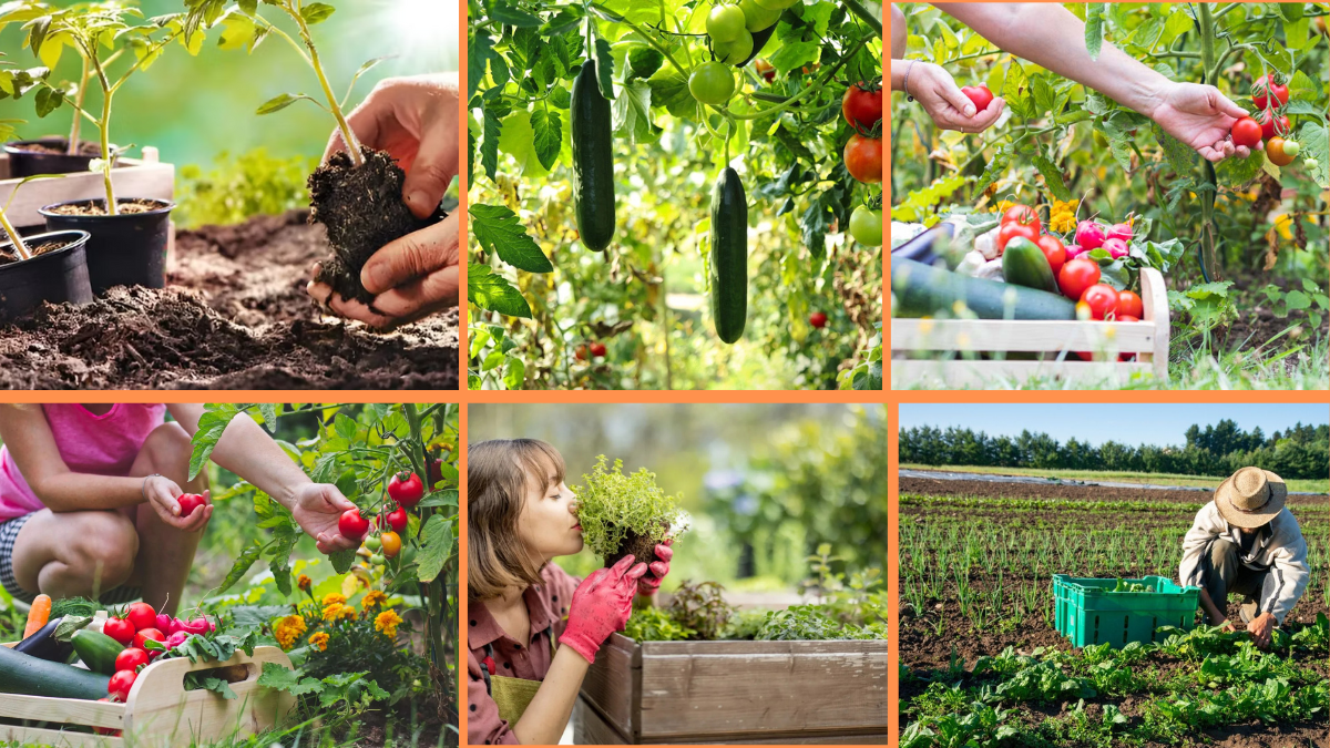 How to Start Growing Organic Produce: A Beginner’s Complete Guide