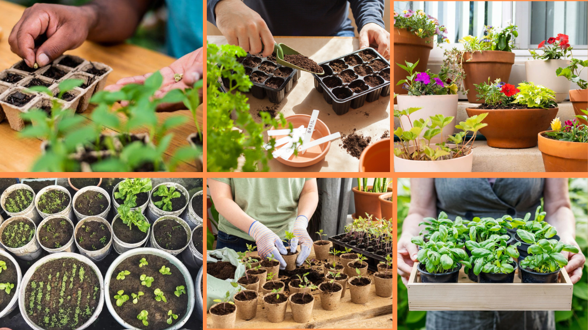 How to Start Growing Plants in Pots: The Complete Beginner’s Guide