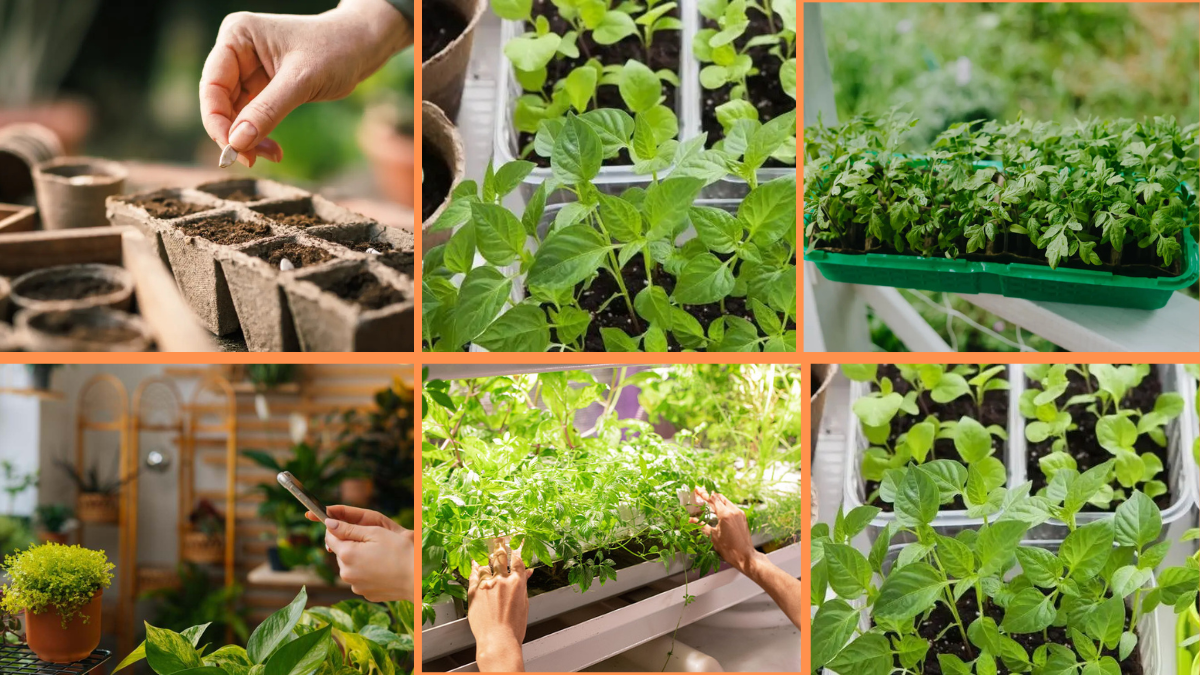 How to Start Growing an Indoor Garden: A Complete Beginner’s Guide
