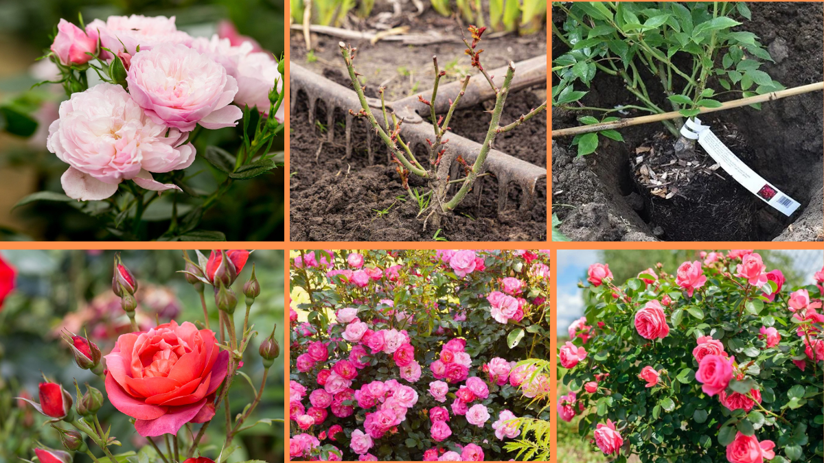 How to Start Growing Roses: A Complete Beginner’s Guide