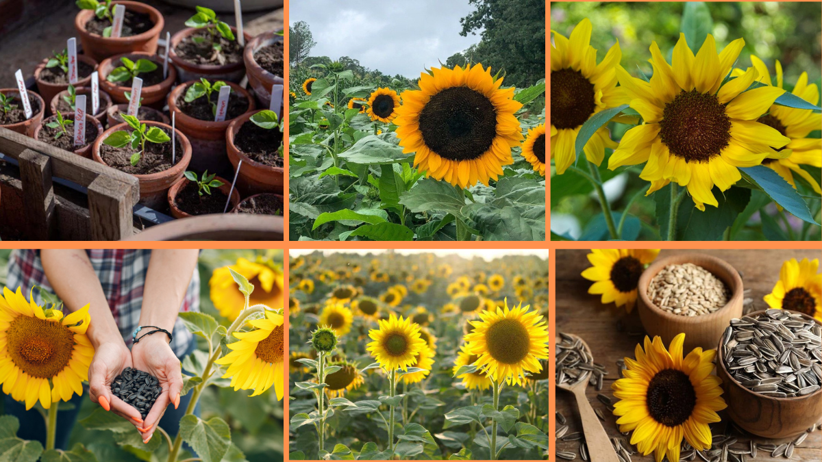 How to Start Growing Sunflowers: A Bright, Bold Guide for Every Gardener