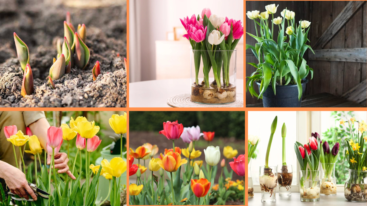 How to Start Growing Tulips: A Complete Beginner’s Guide to a Stunning Spring Garden