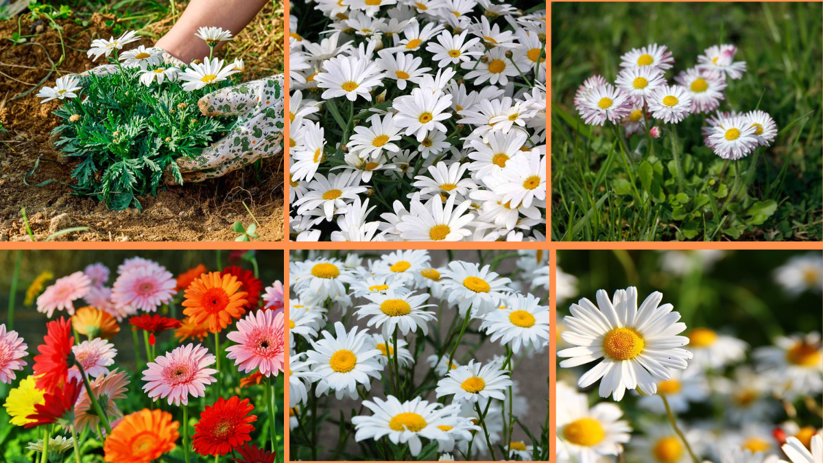 How to Start Growing Daisies: A Complete Beginner’s Guide to Cheerful, Carefree Blooms