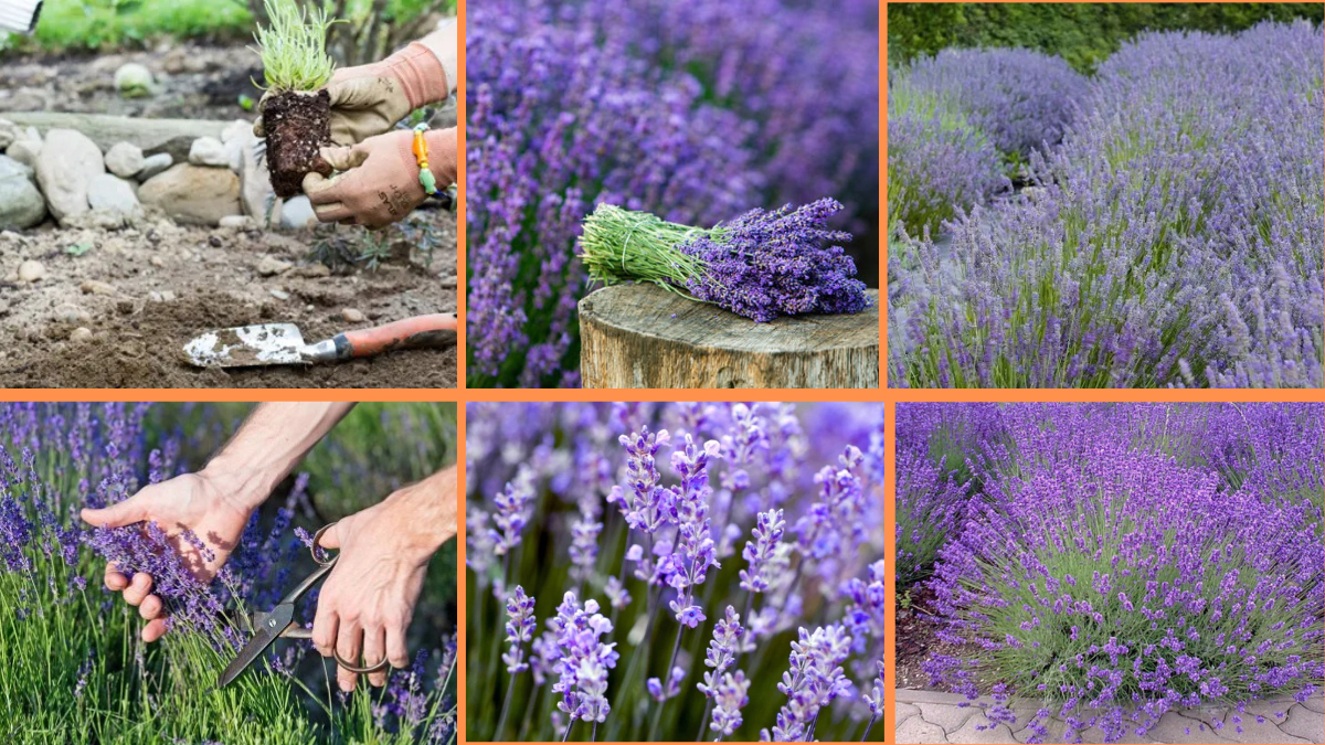 How to Start Growing Lavender: A Complete Beginner’s Guide to Fragrant Success