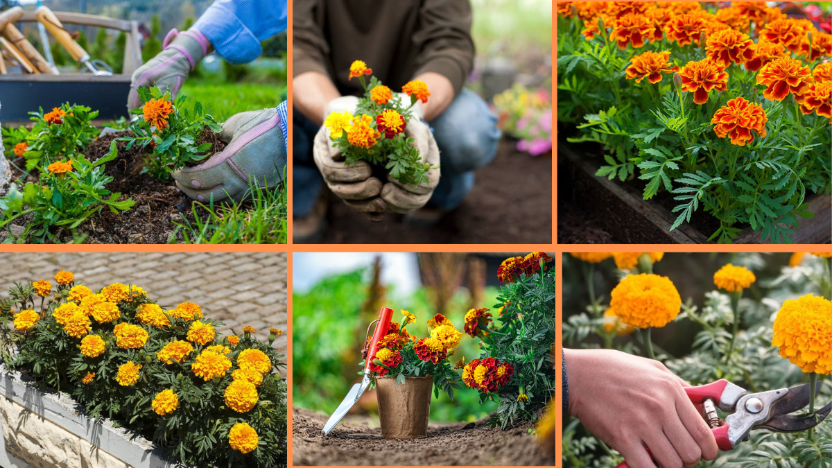 How to Start Growing Marigolds: A Beginner’s Guide to a Colorful, Pest-Repelling Garden