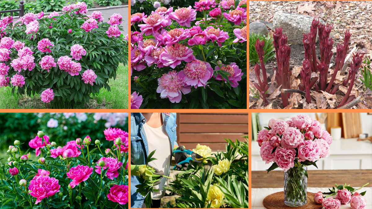 How to Start Growing Peonies: A Complete Beginner’s Guide to Gorgeous, Fragrant Blooms