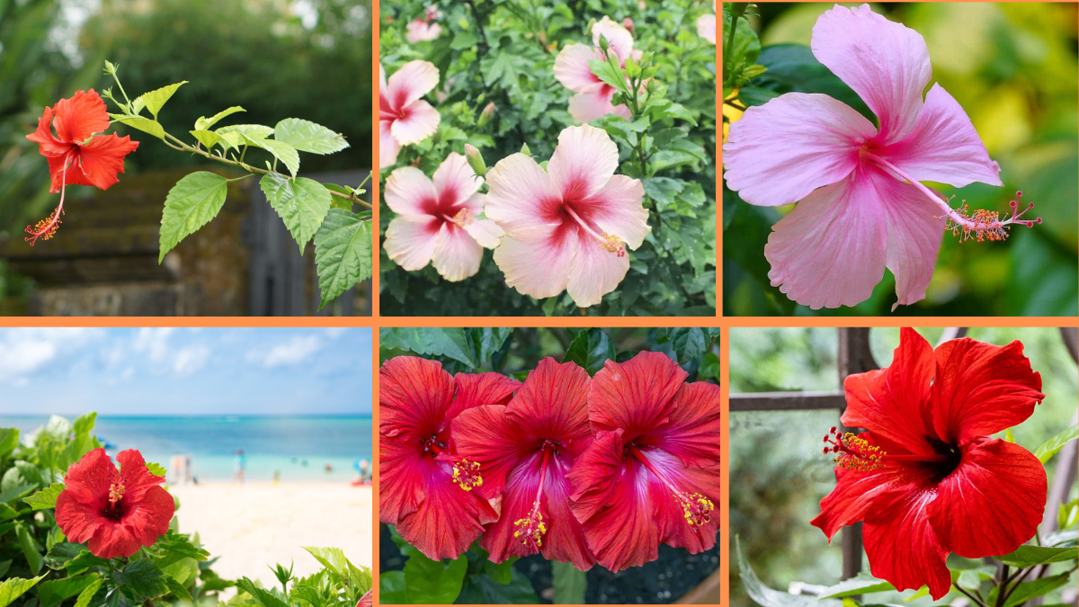 How to Start Growing Hibiscus: A Complete Guide for Bold, Tropical Blooms