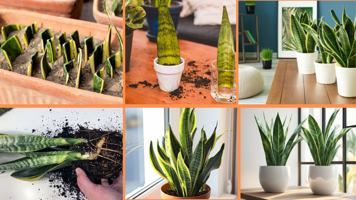 How to Start Growing Snake Plants: The Ultimate Beginner’s Guide