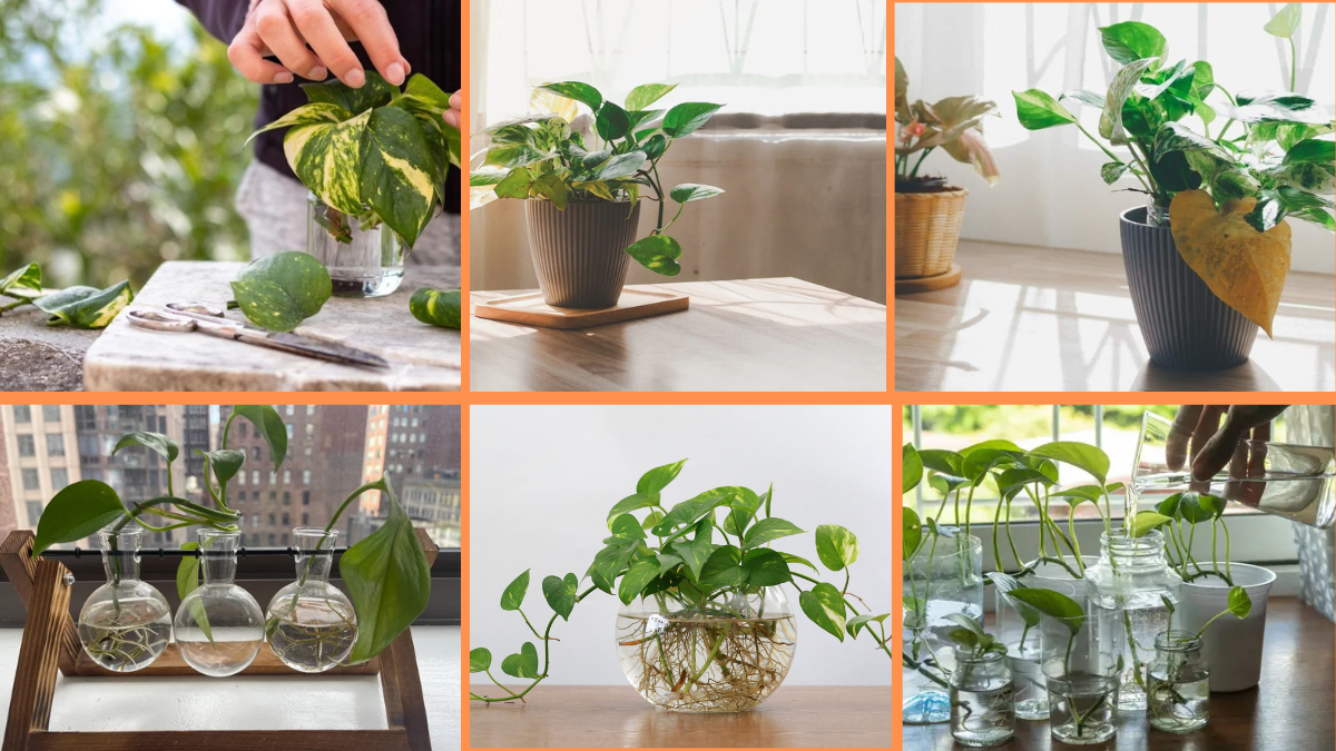 How to Start Growing Pothos: The Complete Beginner’s Guide