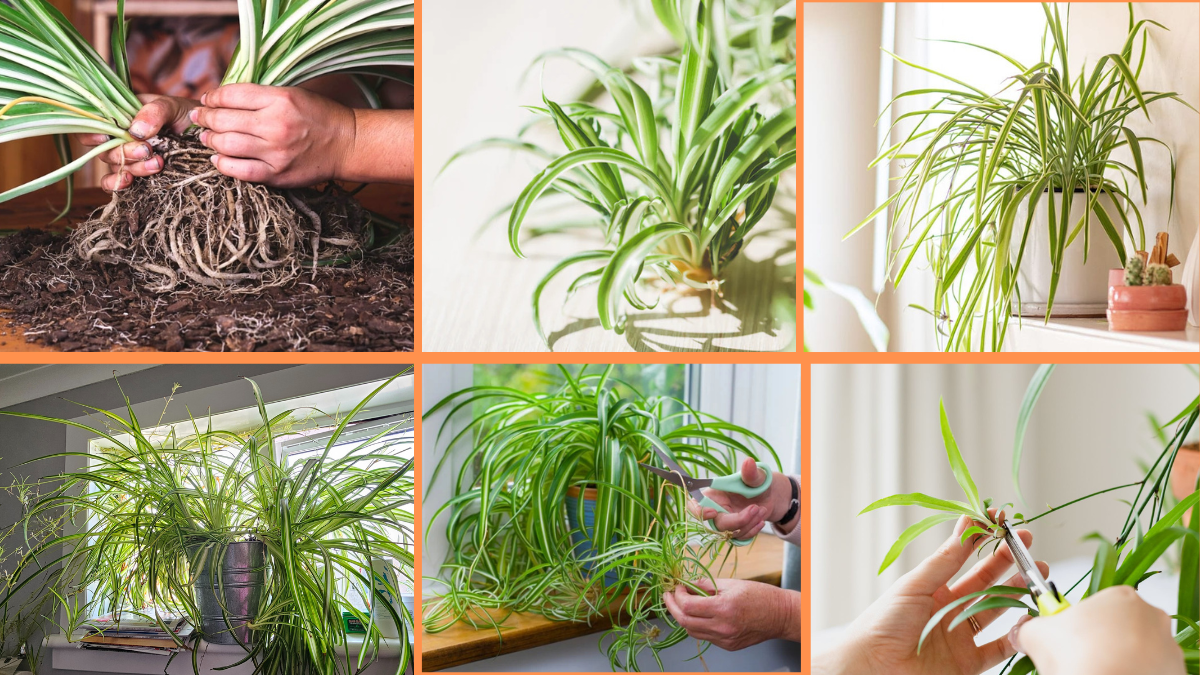 How to Start Growing Spider Plants