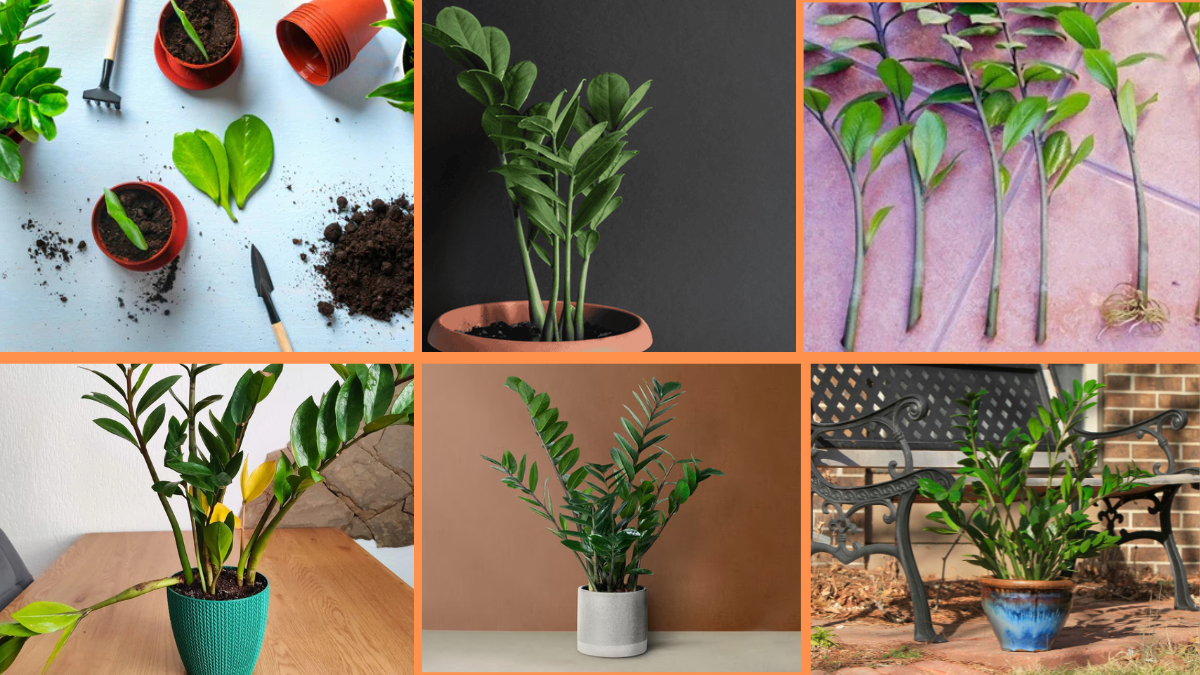 How to Start Growing ZZ Plants: A Complete Beginner’s Guide