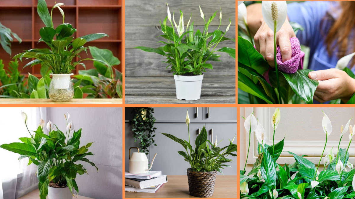 How to Start Growing Peace Lilies: A Complete Care Guide for Beginners
