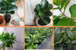 How to Start Growing Fiddle Leaf Figs: A Complete Care Guide for Beginners